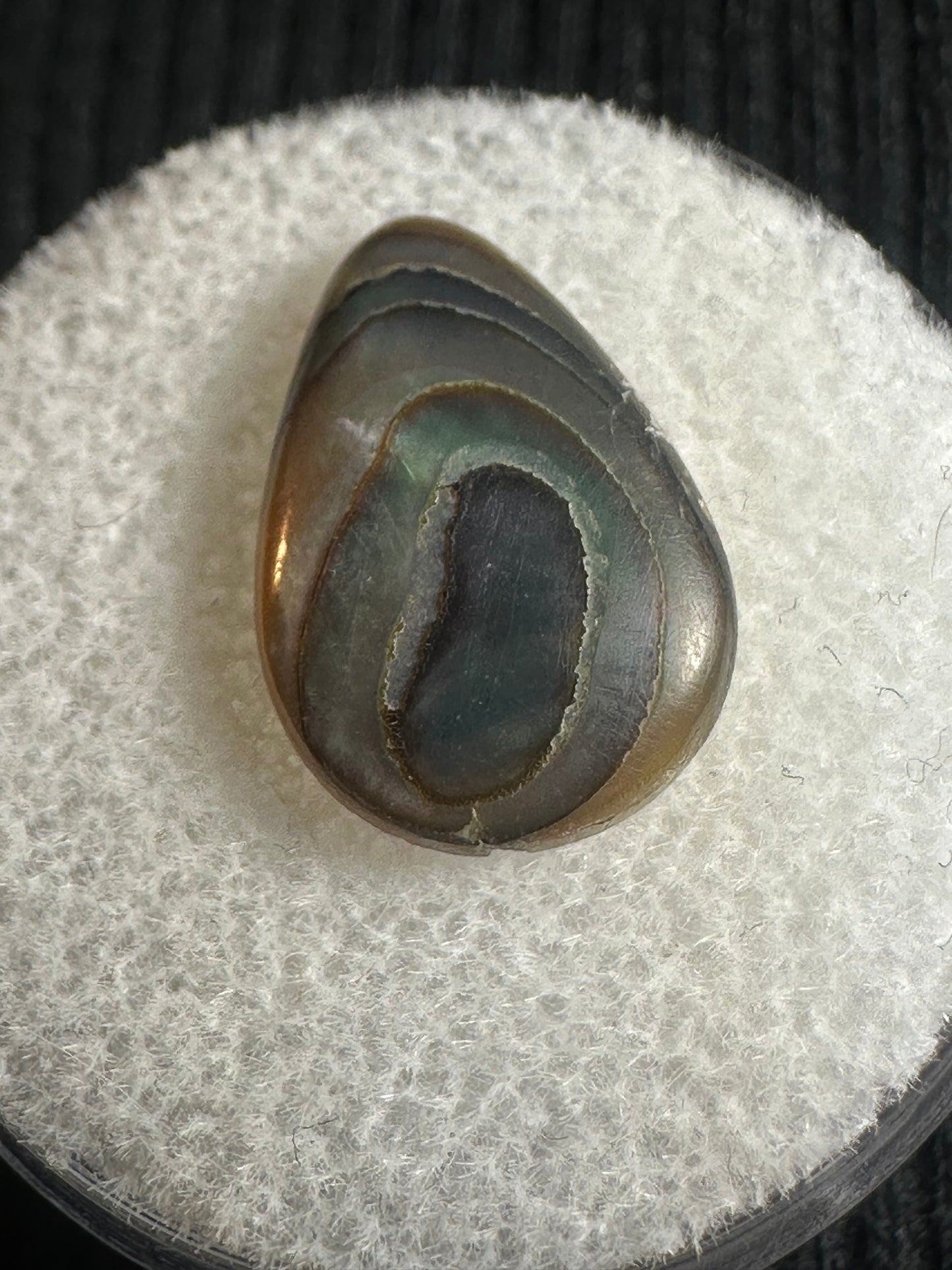 Paua Shell