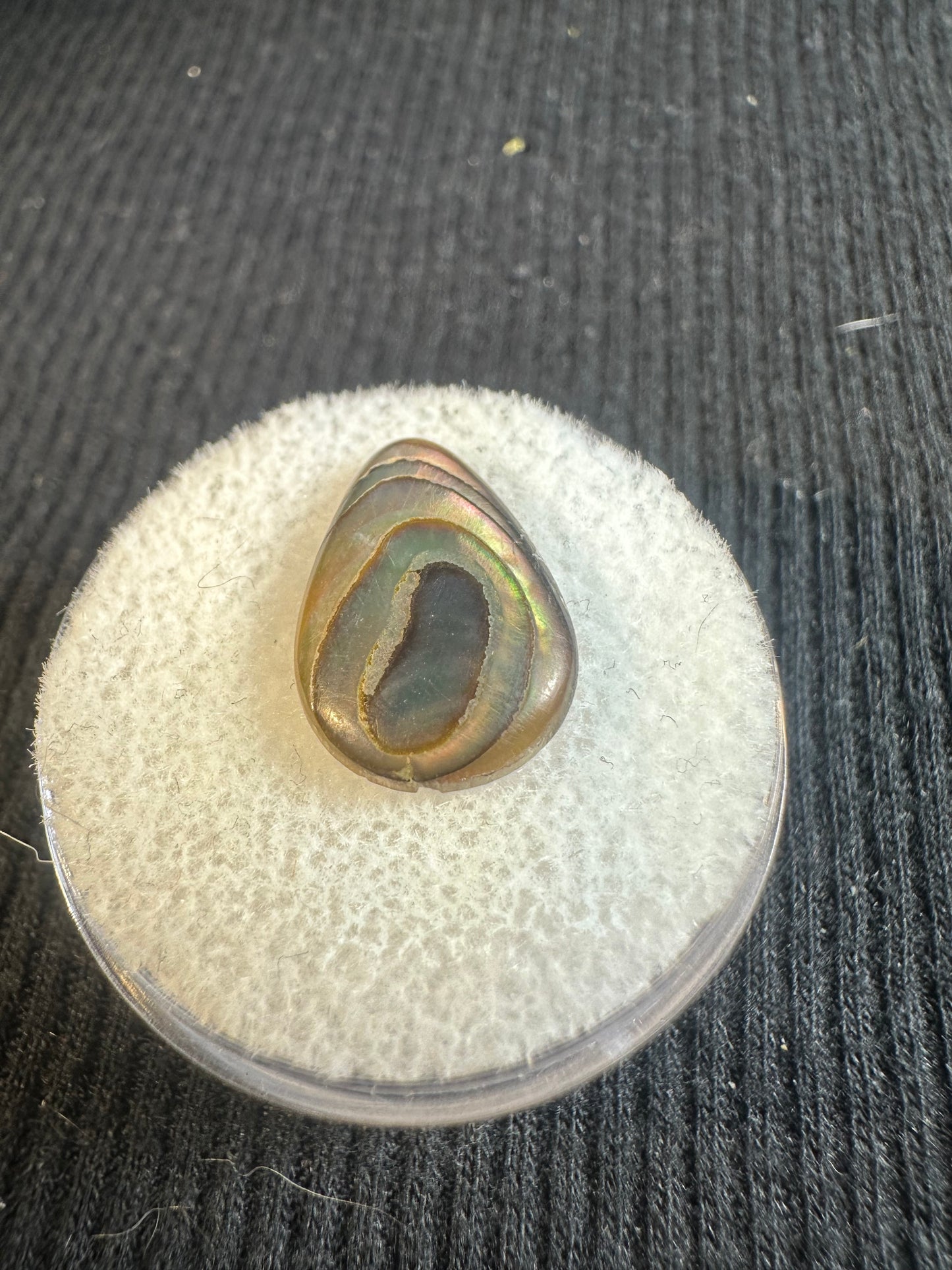 Paua Shell