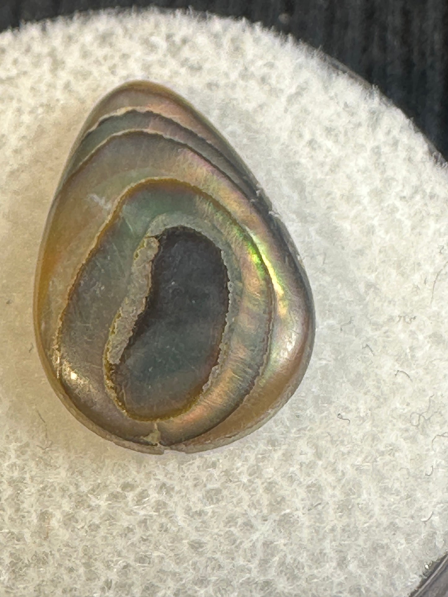 Paua Shell