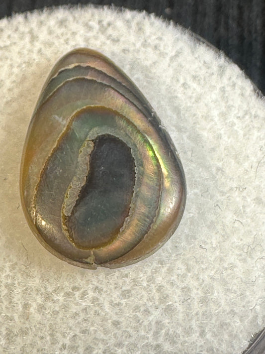 Paua Shell