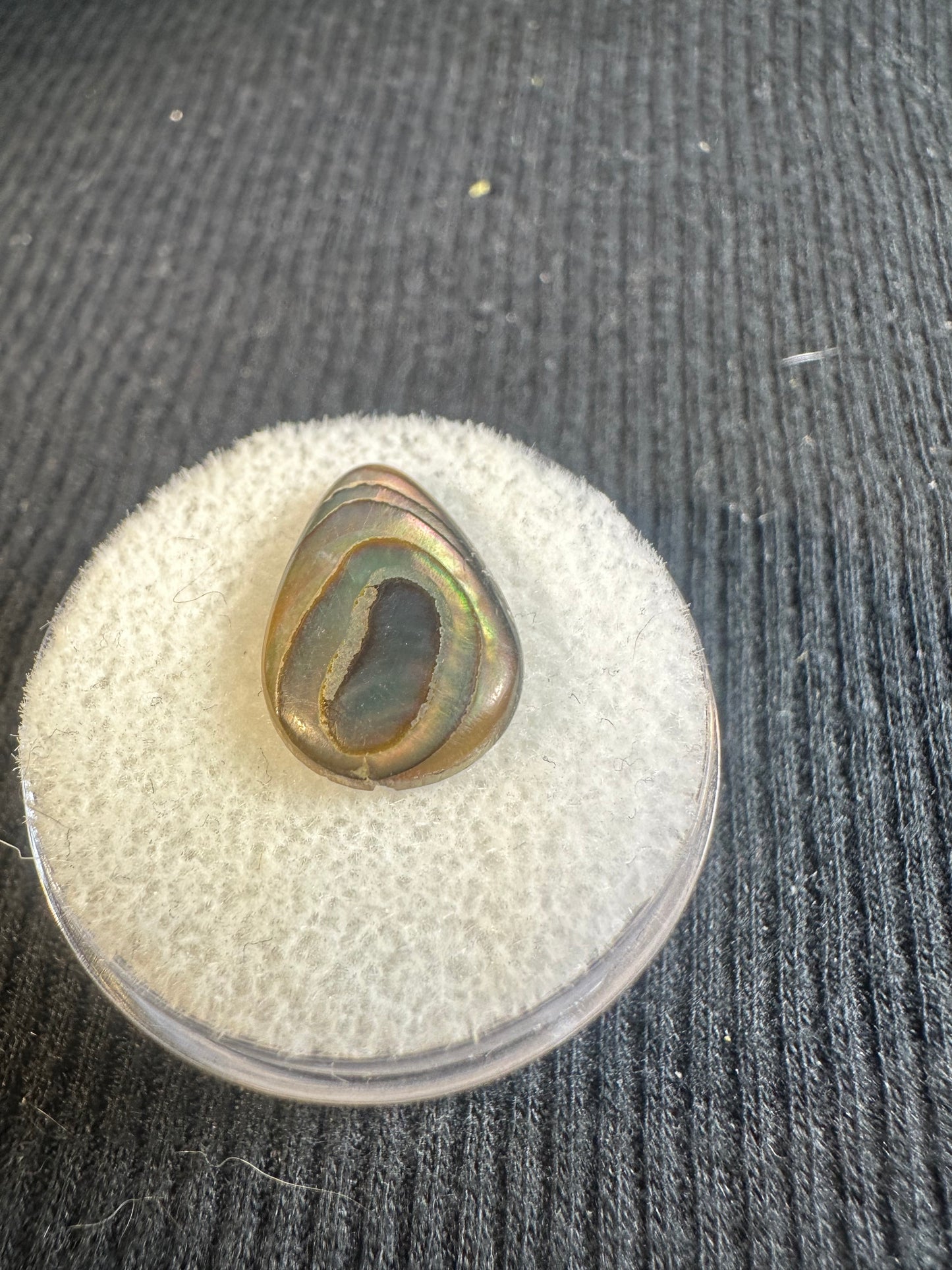 Paua Shell