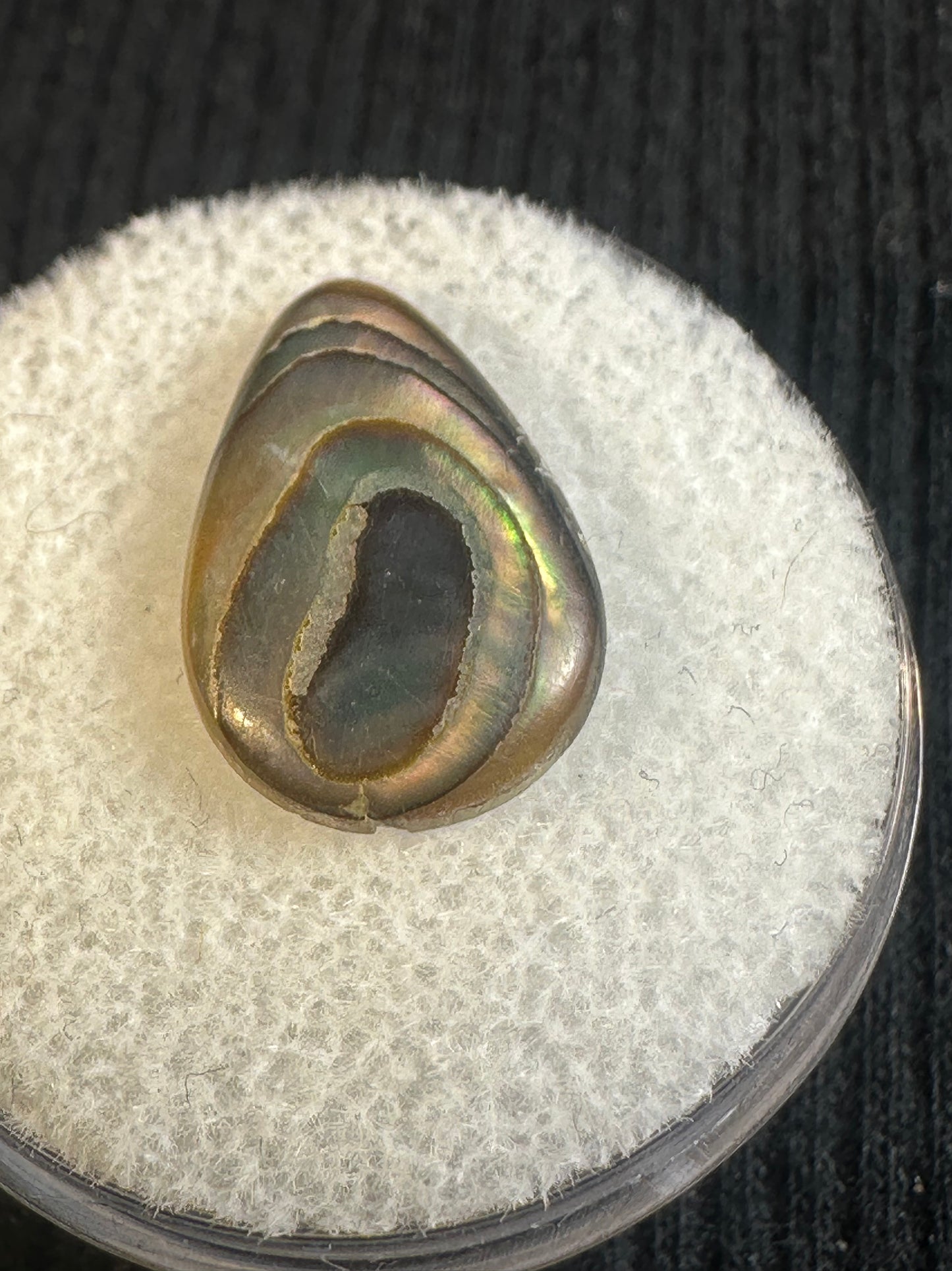 Paua Shell